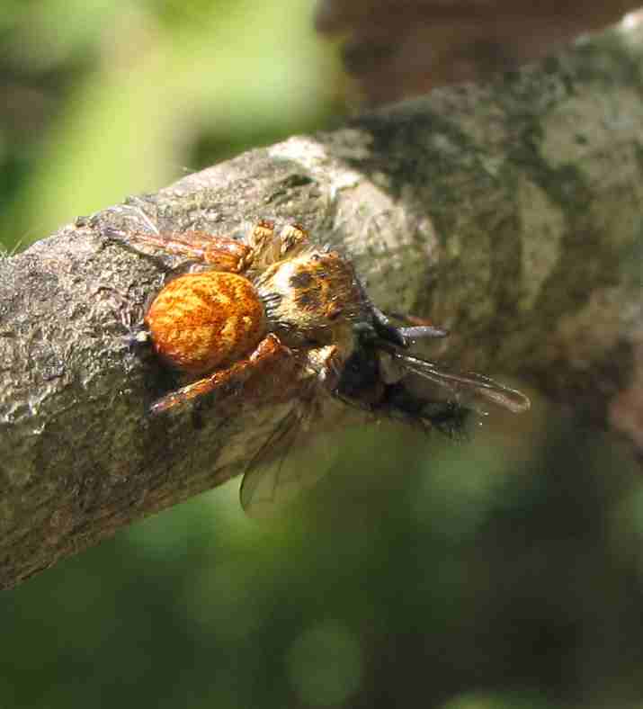 Carrhotus xanthogramma